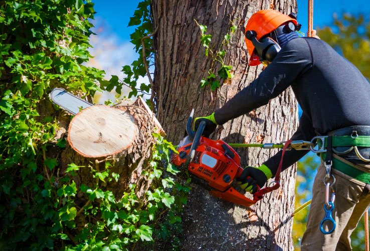 Tree removal Image